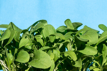 Rocket or arugula (Eruca vesicaria) leaves growing in the garden ib Brazil