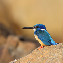 Half-collared Kingfisher on the rocks at Victoria Bay South Africa