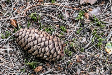 pine cone on the ground