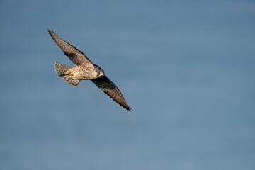 Peregrine, Falco peregrinus