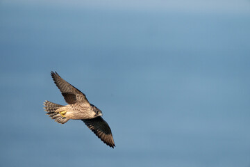 Peregrine, Falco peregrinus