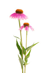 Echinacea purpurea flowers isolated on white background. Medicinal herbal plant. - obrazy, fototapety, plakaty