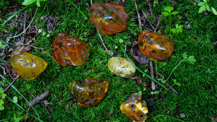 Sparkling transparent yellow and orange Baltic amber stones on fresh bright green moss close up. Flat lay. Material for jewelers, alternative medicine, ingredient in cosmetology. 