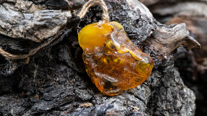 Beautiful yellow and orange amber pendant on an cracked aged tree close up. Isolated amber  jewelry.
