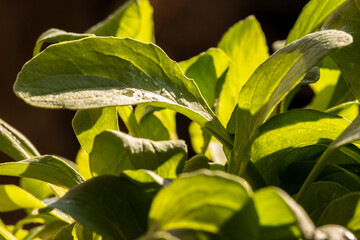 Rocket or arugula (Eruca vesicaria) leaves growing in the garden ib Brazil