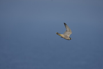 Peregrine, Falco peregrinus