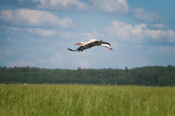The stork soars beautifully in the sky against the backdrop of clouds.