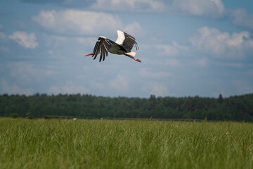 The stork soars beautifully in the sky against the backdrop of clouds.
