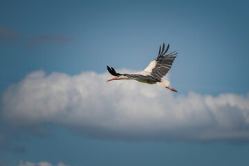 The stork soars beautifully in the sky against the backdrop of clouds.