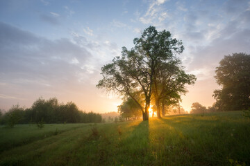 Fototapeta na wymiar Morning in nature, green forest, trees at dawn