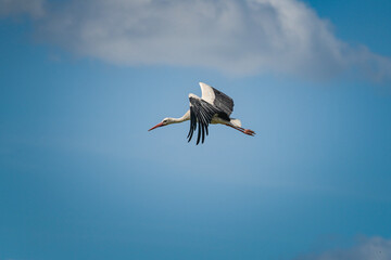 Fototapeta premium The stork soars beautifully in the sky against the backdrop of clouds.