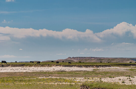 Badlands National Park, SD, USA - June 1, 2008: Black cattle grazing on green prairie under blue cloudscape with white geologic deposits exposed.