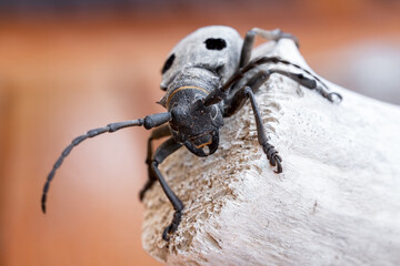 Morimus funereus is a species of beetle in the family Cerambycidae, found in Bulgarian nature