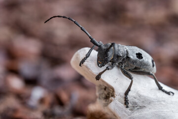 Morimus funereus is a species of beetle in the family Cerambycidae, found in Bulgarian nature