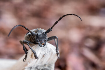Morimus funereus is a species of beetle in the family Cerambycidae, found in Bulgarian nature
