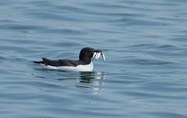 Razorbill, Alca torda