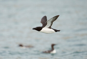 Razorbill, Alca torda