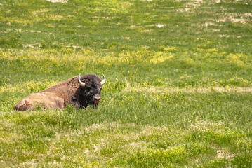 Badlands National Park, SD, USA - June 1, 2008: Closeup of lying brown buffalo in green prairie grass with small yellow flowers.