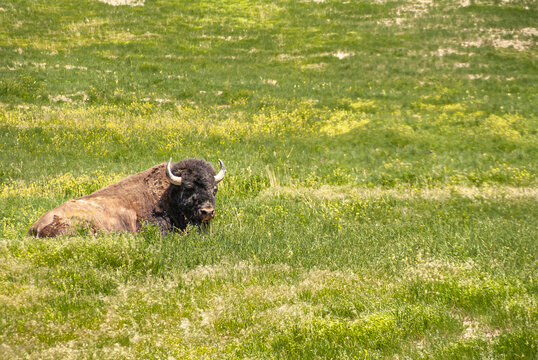 Badlands National Park, SD, USA - June 1, 2008: Closeup Of Lying Brown Buffalo In Green Prairie Grass With Small Yellow Flowers.