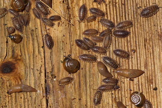 Underside of a wooden plank on the ground with snails, woodlice and slugs (Oxychilus, Oniscus asellus, Deroceras invadens). Dutch garden, summer, July.  