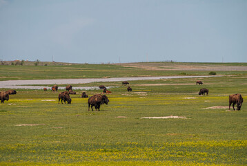 Badlands National Park, SD, USA - June 1, 2008: Group of brown bisons spread all over green landscape under blue sky.