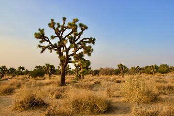 Naklejka na ściany i meble Beautiful California Desert Landscape Taken During The Evening Golden Hour
