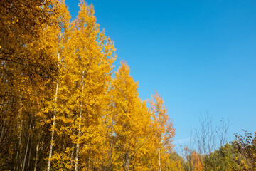 Fototapeta na wymiar Autumn landscape. Yellow trees against a bright blue sky.