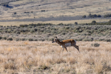 Pronghorn Antelope Doe in the Utah Desert