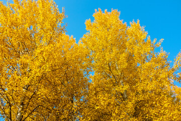 Naklejka premium Autumn landscape. Yellow trees against a bright blue sky.