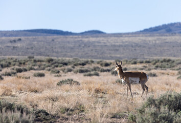 Naklejka premium Pronghorn Antelope Doe in the Utah Desert