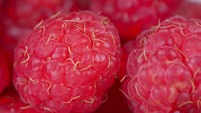 Fresh raspberry fruits as food dackground. Red raspberries, rotation.
