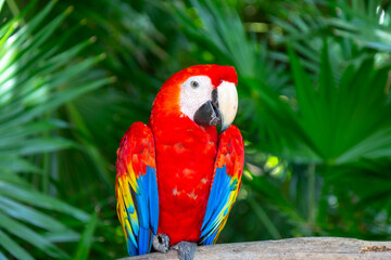 Red-blue parrot Ara, Macaw. Exotic coloured bird parrot sitting on a tree, close-up face.