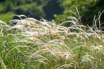 Feather grass in the meadow close up, beautiful summer landscape