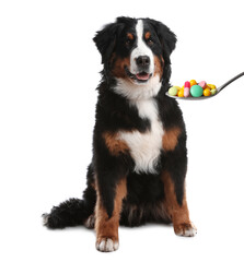 Adorable Bernese Mountain dog and spoon full of different pills on white background. Vitamins for animal