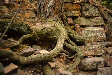 Old Tree Roots