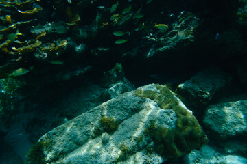 coral reef and fishes