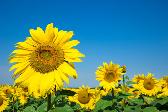 Sunflower field with cloudy blue sky © Pakhnyushchyy