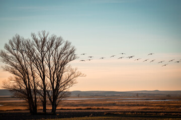 Cranes flying at sunset