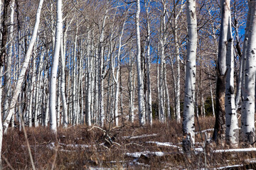 Grove of Birch Trees