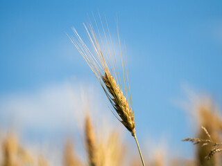 kłos pszenicy w promieniach słońca, łan, owies, zboże  © Klaudia Baran
