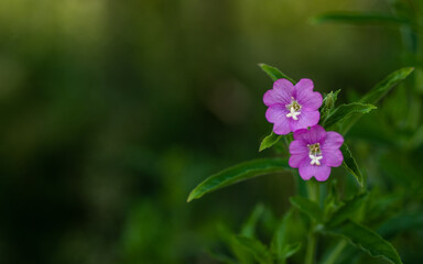 Dwa fioletowe kwiaty na zielonym tle, tło, natura