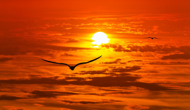 Beautiful Sunset Bird Inspirational Nature Silhouette