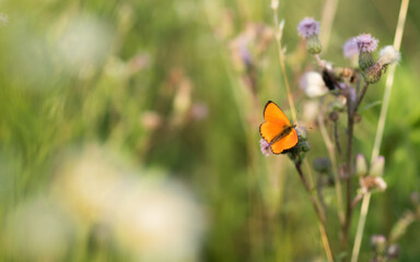 pomarańczowy motyl na łące pośród roślin 