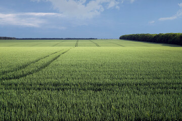 Scenery. Light and shadow on a wheat field