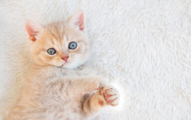 small british light peach kitten lies on a white fluffy blanket looking. view from above © Inga
