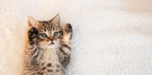 little british tabby kitten lies on a white fluffy blanket