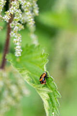 Harlequin ladybird pupa fixed to a nettle leaf, Harmonia axyridis