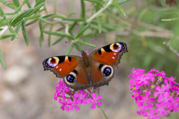 Peacock butterfly macro on pink blossoms