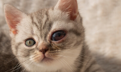 small kitten with a congenital cataract of the left eye, high eye pressure, hereditary disease