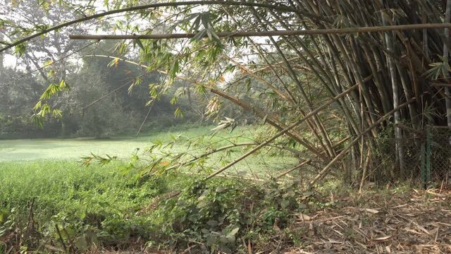 Bamboos, flowering plants, scientific name Bambusoideae, are gently moving in breeze beside a lake. Nature stock footage. Howrah, West Bengal, India.
